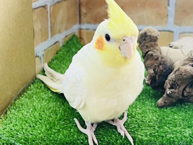 ①あざとくて強い？オカメインコ（ルチノー）