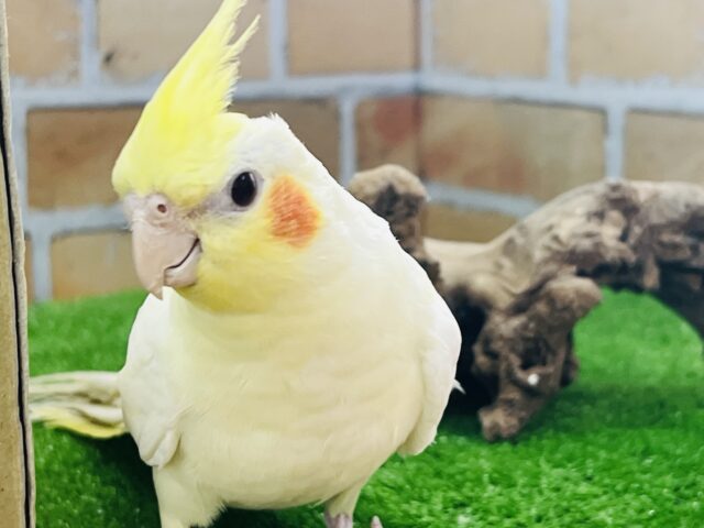 オカメインコ