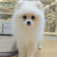 最新画像載ってます‼️ふわふわポメラニアンくん☁️