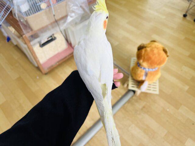 オカメインコ