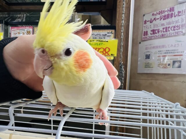 オカメインコ