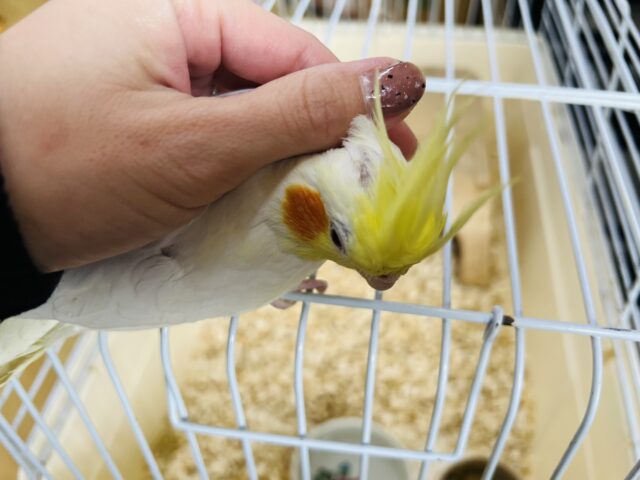 オカメインコ