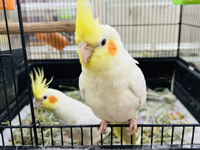 オカメインコ