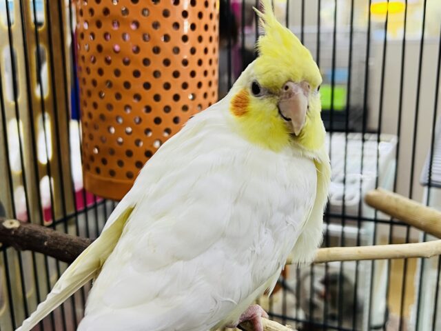 オカメインコ