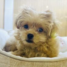 最新画像載ってます🌟かまちょすぎるペキプーちゃん😍