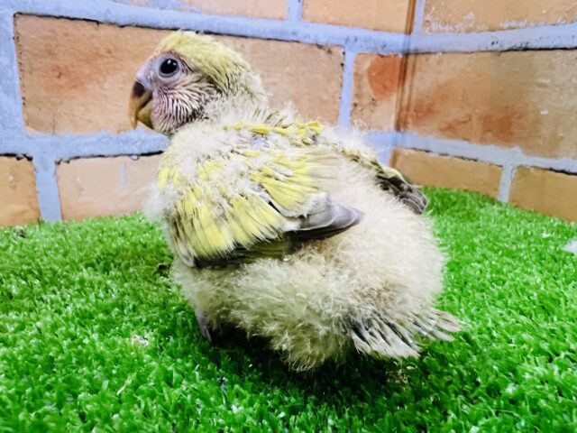 コザクラインコ（小桜インコ）