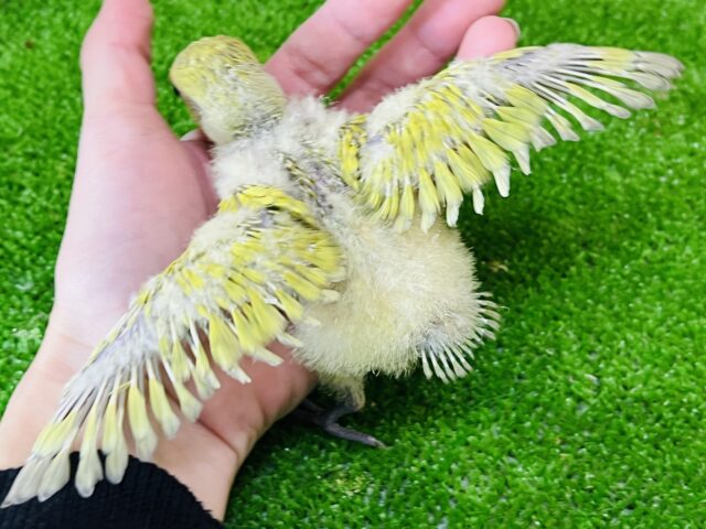 コザクラインコ（小桜インコ）