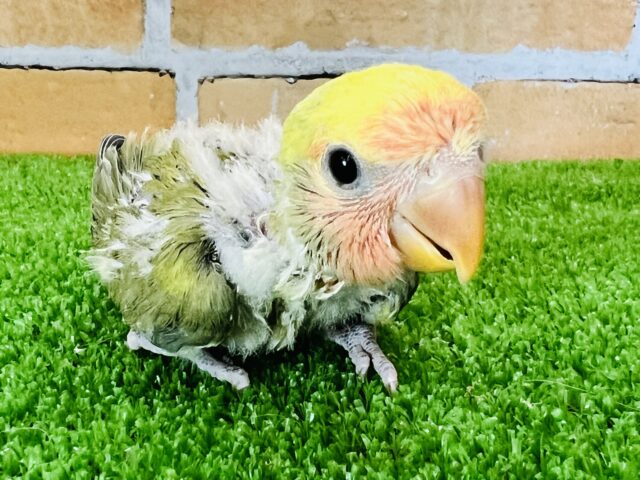 コザクラインコ（小桜インコ）