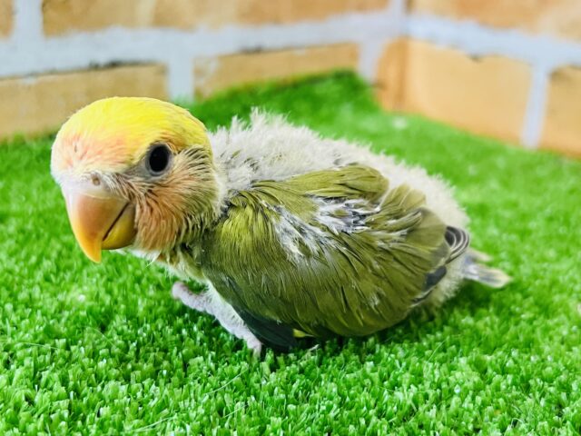 コザクラインコ（小桜インコ）