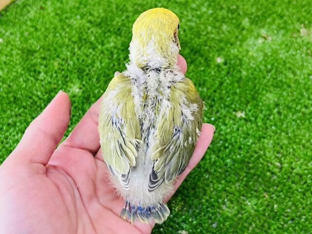 コザクラインコ（小桜インコ）