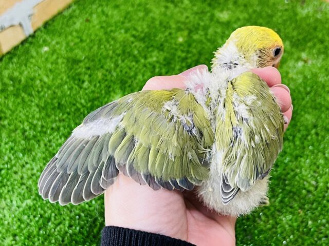 コザクラインコ（小桜インコ）