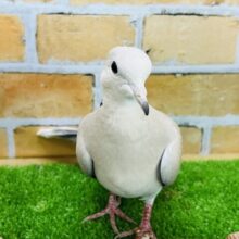 ぽーぽぽぽ。静かなるボス感‥ジャズカケバトです！