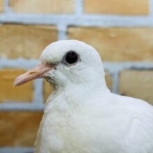 鳩胸なんです‥鳩なんで。ギンバト〜