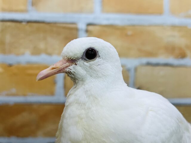 鳩胸なんです‥鳩なんで。ギンバト〜