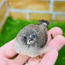 まんまる◯キンカ鳥（ノーマル）の雛入舎しました！