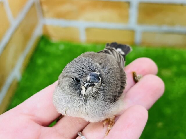 まんまる◯キンカ鳥（ノーマル）の雛入舎しました！