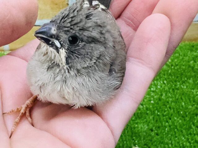 錦花鳥（キンカチョウ）