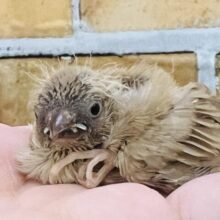 超ミニマム♡キンカ鳥（フォーン）の雛入舎です☆