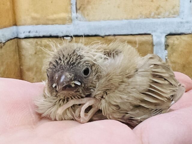 超ミニマム♡キンカ鳥（フォーン）の雛入舎です☆