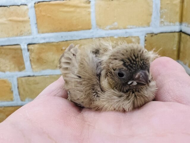 錦花鳥（キンカチョウ）