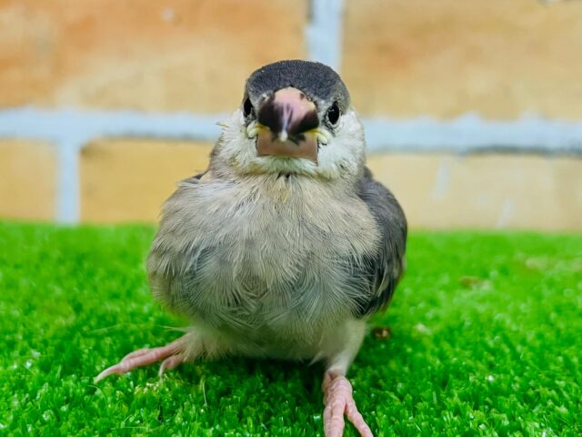 元気もりもり！食べるの大好き桜文鳥〜♡