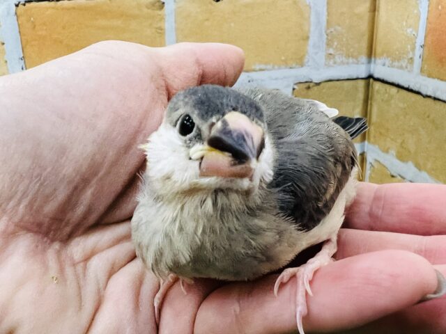 桜文鳥