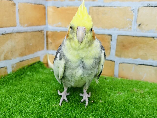 オカメインコ