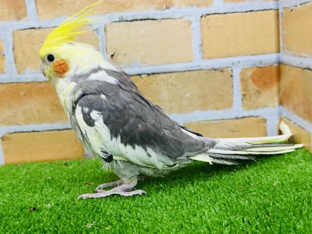 オカメインコ