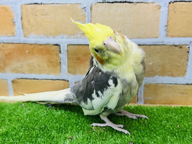 オカメインコ