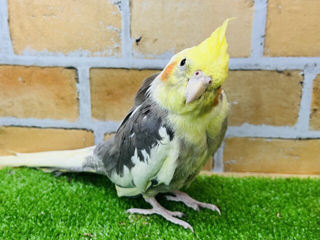 ③お歌が大好き♡努力家のオカメインコ（パイド）③