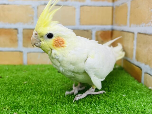 オカメインコ