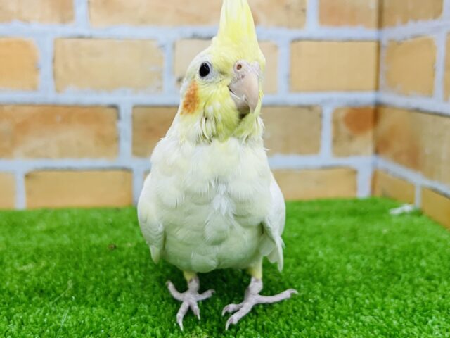 ③本当はちょっと甘えたいの♡オカメインコ（ルチノー）