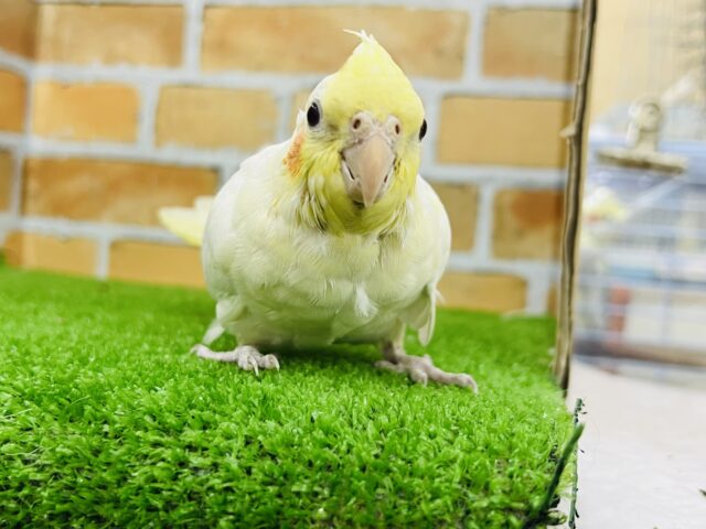 オカメインコ