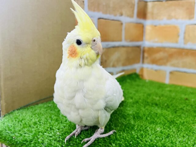 オカメインコ