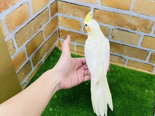 オカメインコ