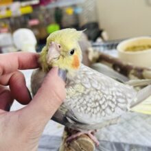 1/23更新♡カキカキの気持ちよさに気づいたおんぷきゅんなオカメインコ（シナモンパール）