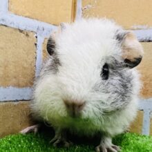 くるくる天然パーマ♡テディモルモットの女の子☆