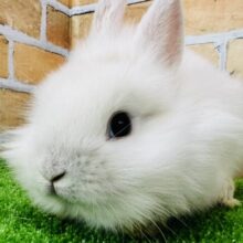もふ!ふわ!可愛いたてがみのライオンラビットの女の子♡