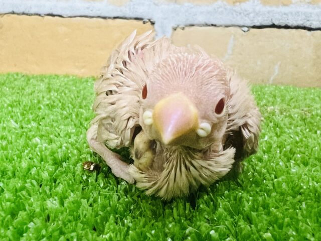 幼さ100%！透き通った目のシナモン文鳥〜