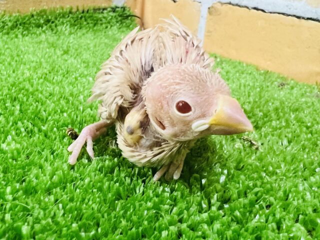 シナモン文鳥