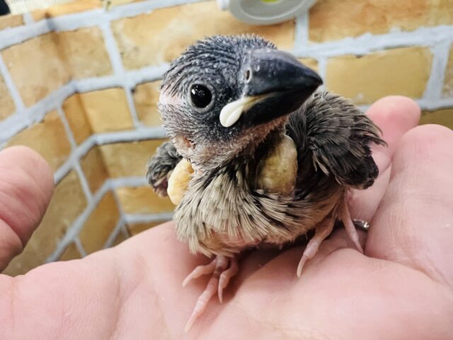 ①ちびデビル⁈桜文鳥の雛ですよ〜♡