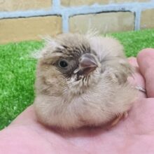 ぱやぱや〜♡キンカ鳥（フォーン）