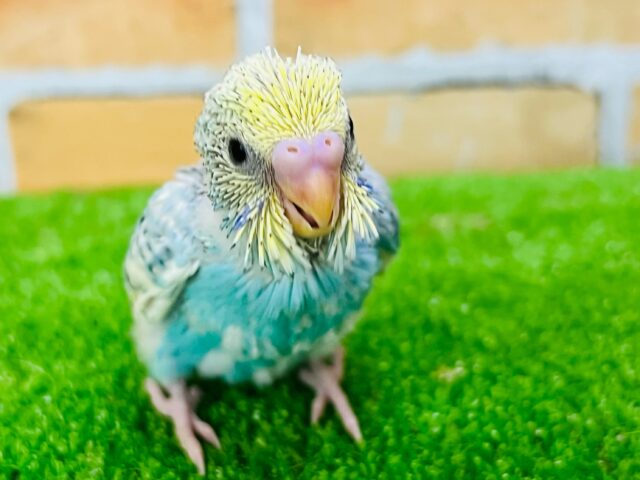 主張強め！派手派手〜セキセイインコ（レインボーパイド）