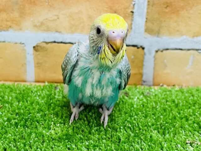 元気いっぱい！華やかなセキセイインコ〜☆