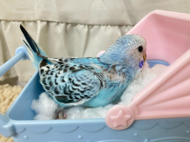 セキセイインコ