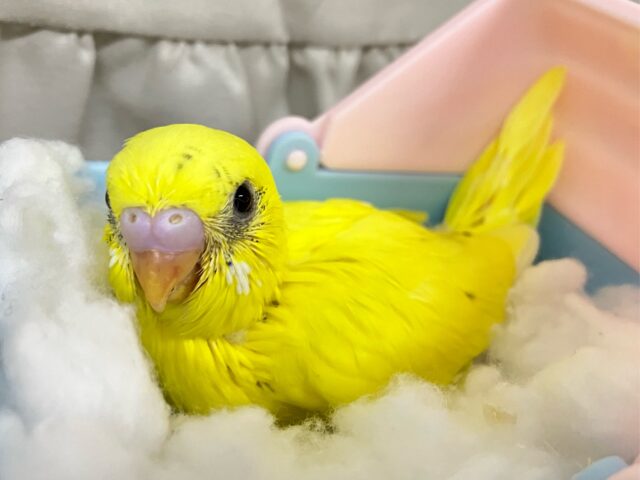 セキセイインコ