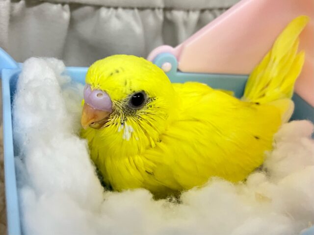 セキセイインコ