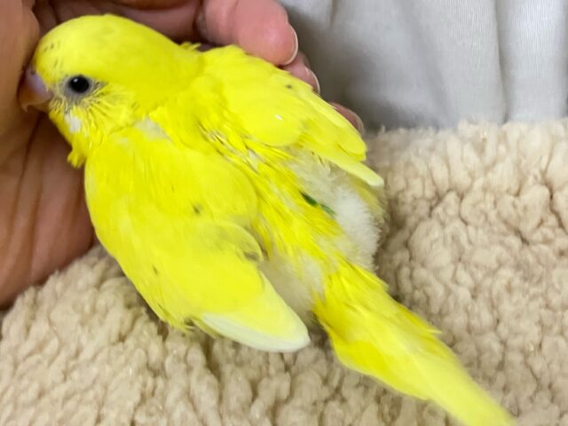 セキセイインコ