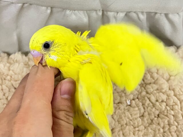 セキセイインコ