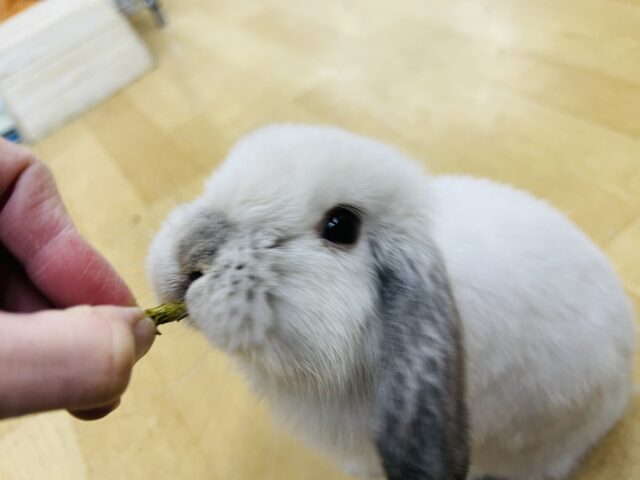 ホーランドロップ